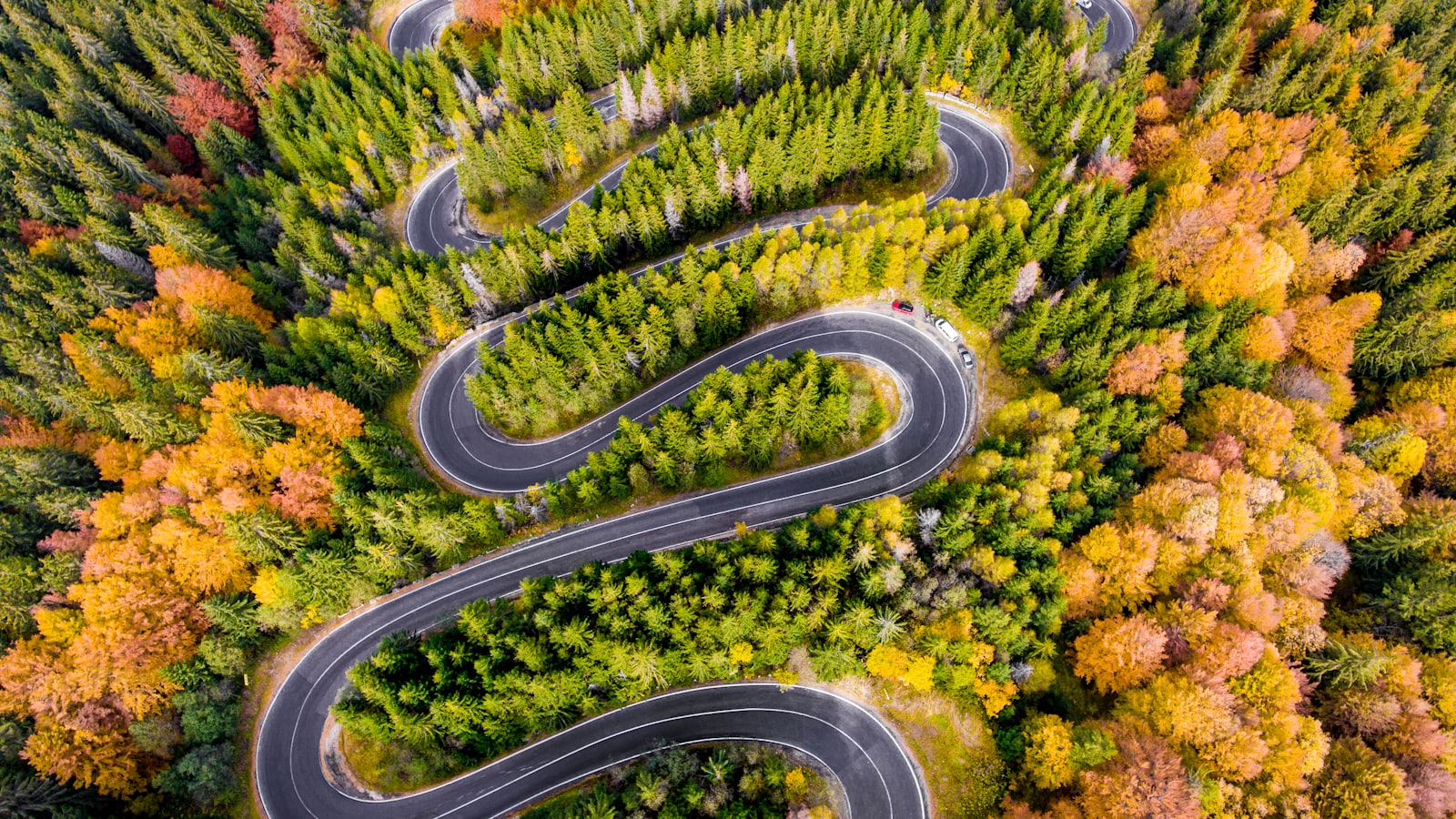 Una strada asfaltata fiancheggiata da alberi che curva dolcemente in lontananza