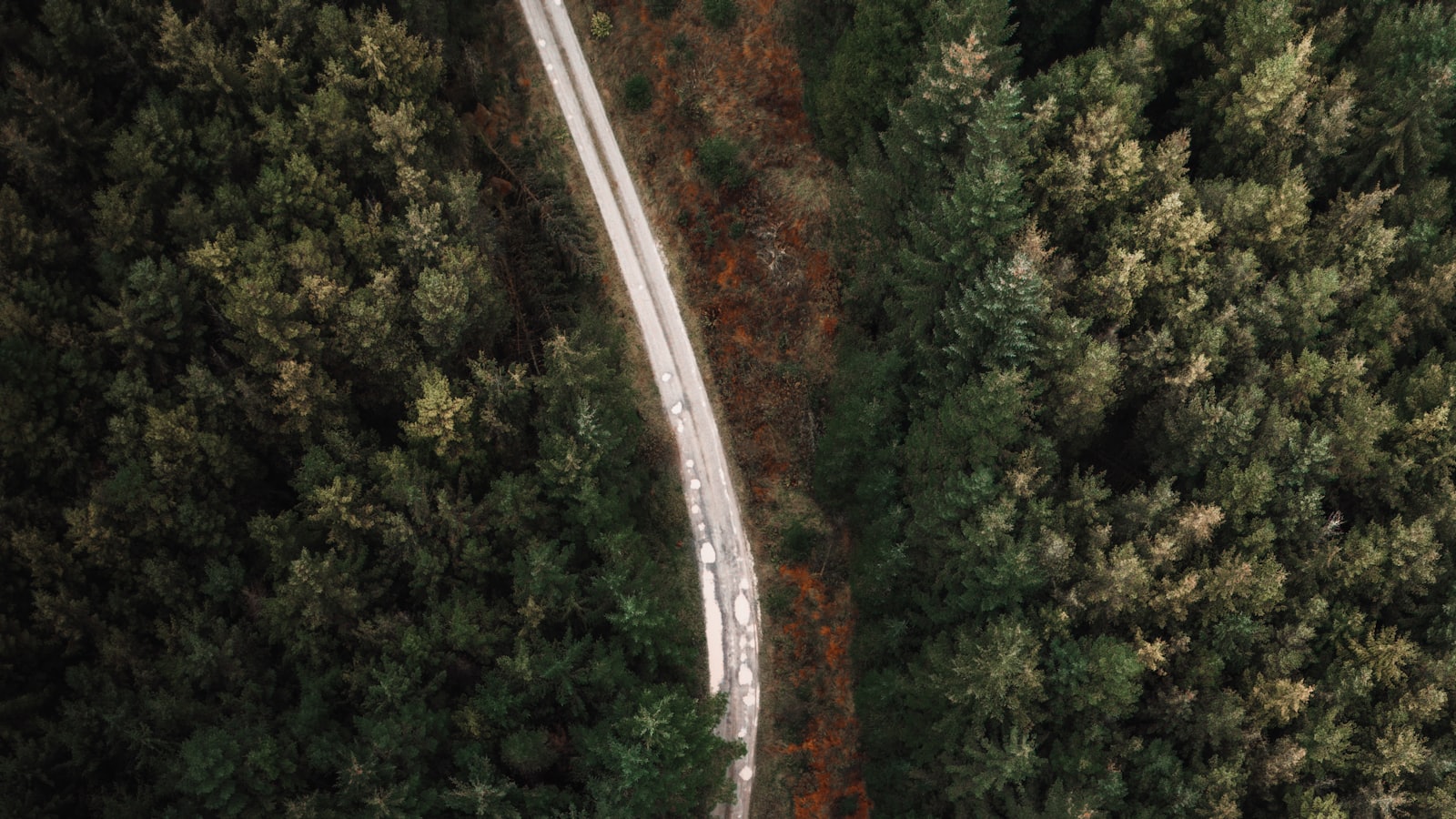 Una strada asfaltata deserta che si snoda in un fitto bosco verde
