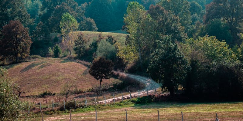 Una strada di campagna che curva tra dolci colline verdi e alberi
