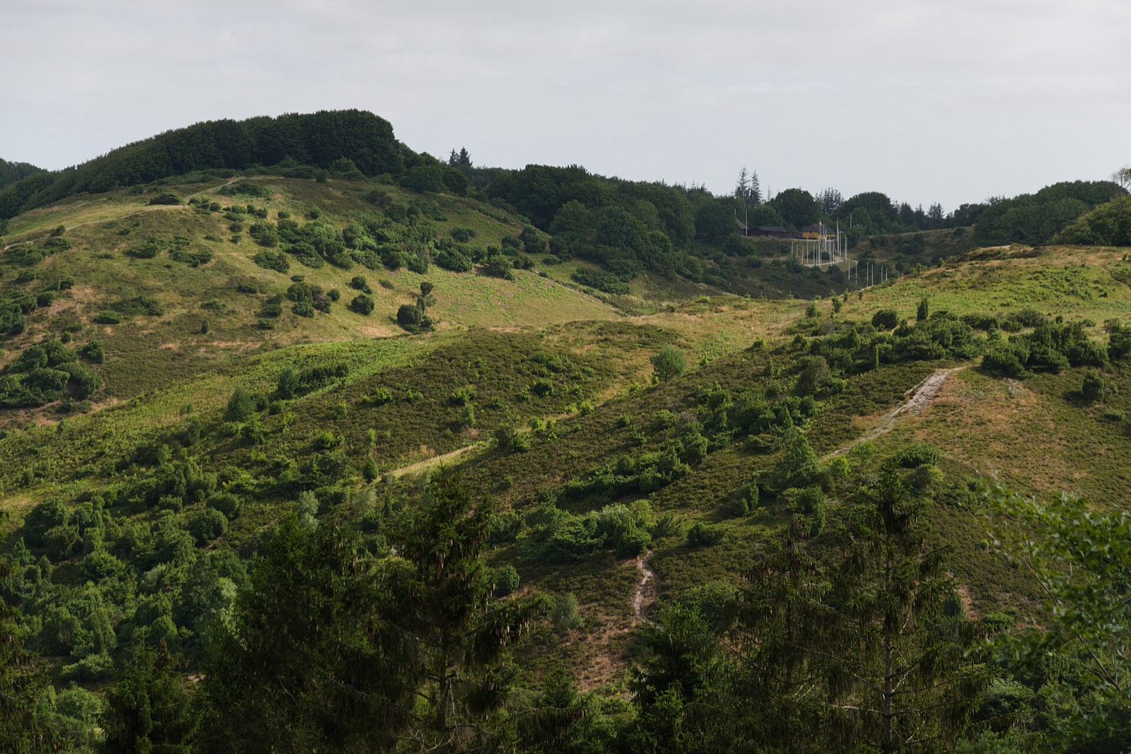 Le colline coperte di erica di Rebild Bakker nello Jutland settentrionale